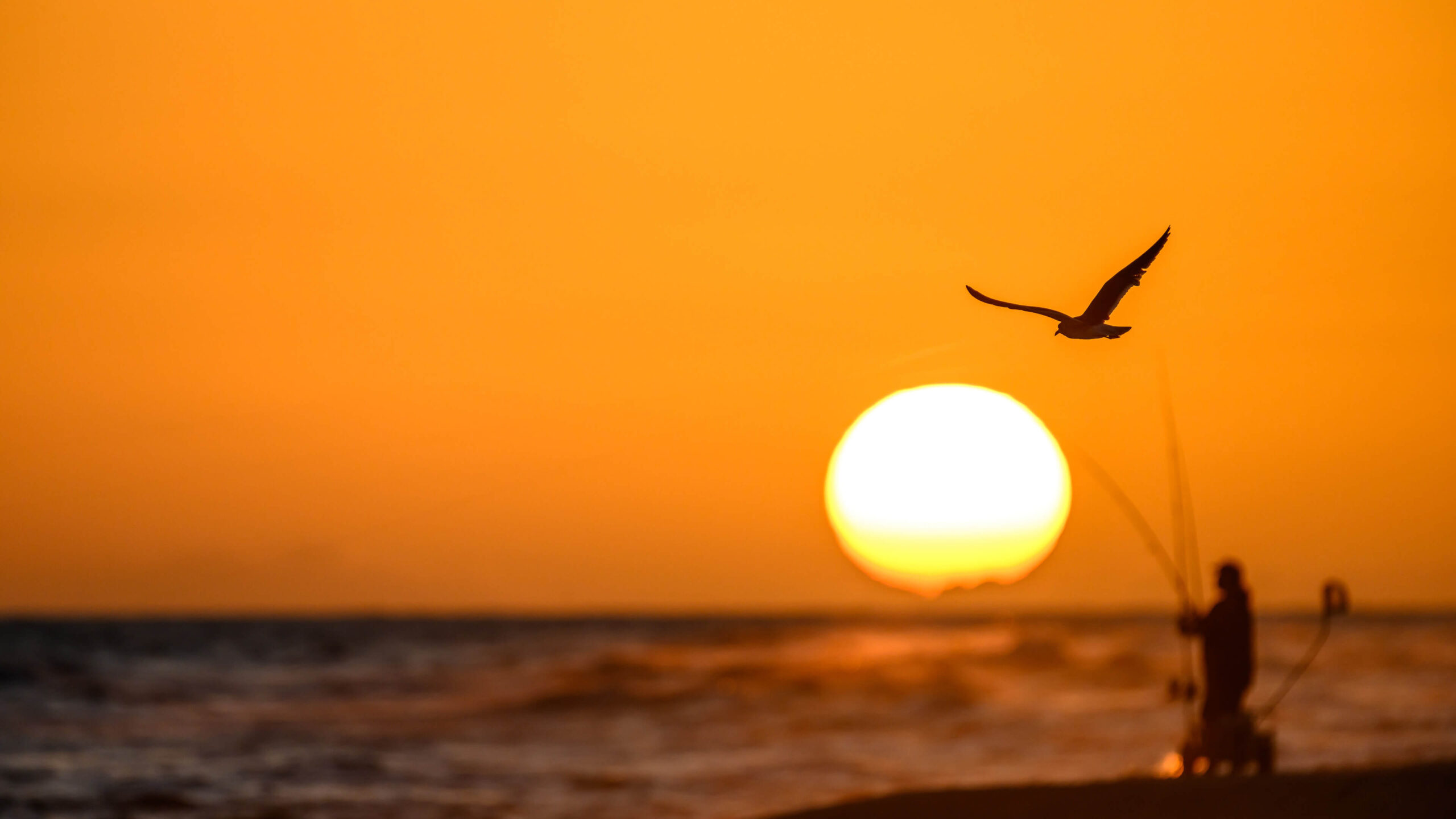 Sunset beach fishing with seagull silhouette by William James Meyer (c)2023